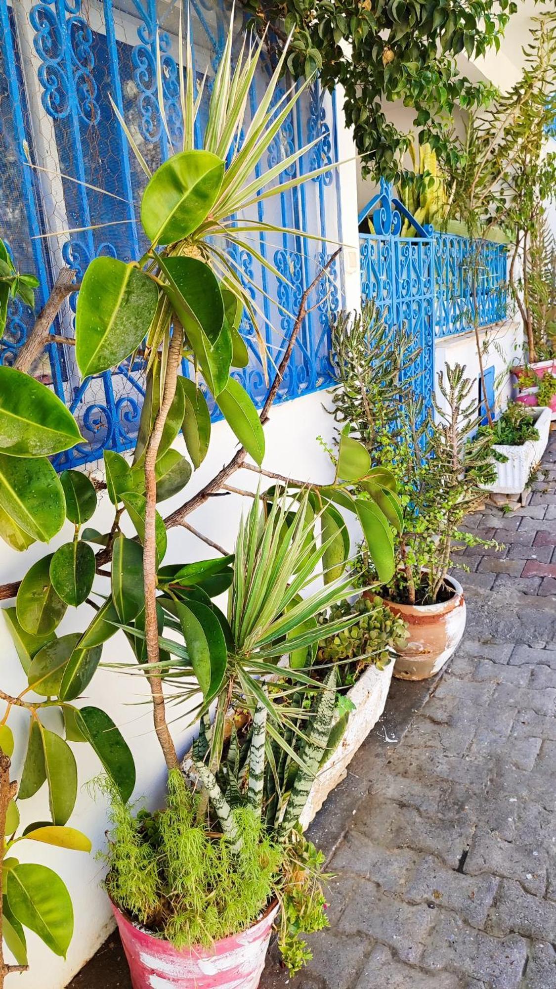 Cosy Appartement In "Sidi Bou Said" Eksteriør billede